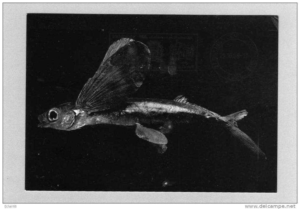 POISSON VOLANT EXOCET - Cp Moderne  Année   2008 - Poissons Et Crustacés