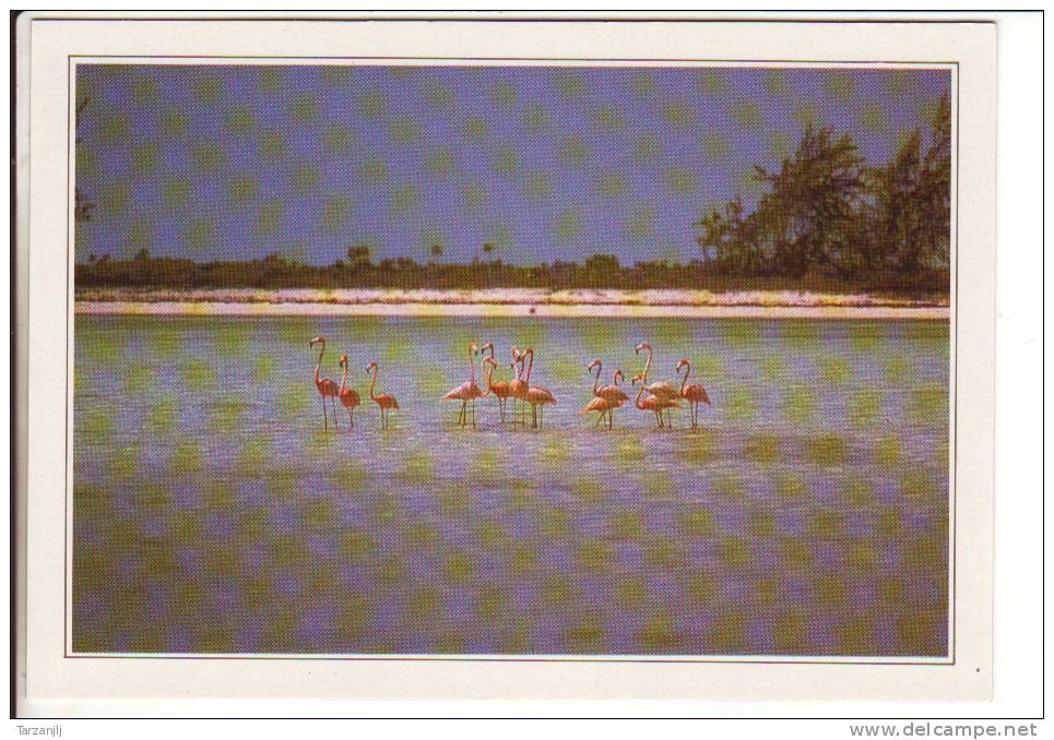 CPM Des Bahamas Caicos  (flamands Roses) - Bahamas