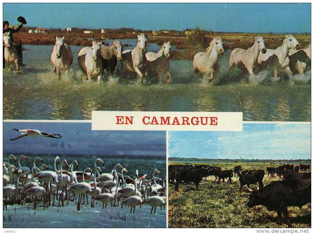 Cpm En Camargue( Chevaux,flaments Roses,taureaux) 1989 - Caballos