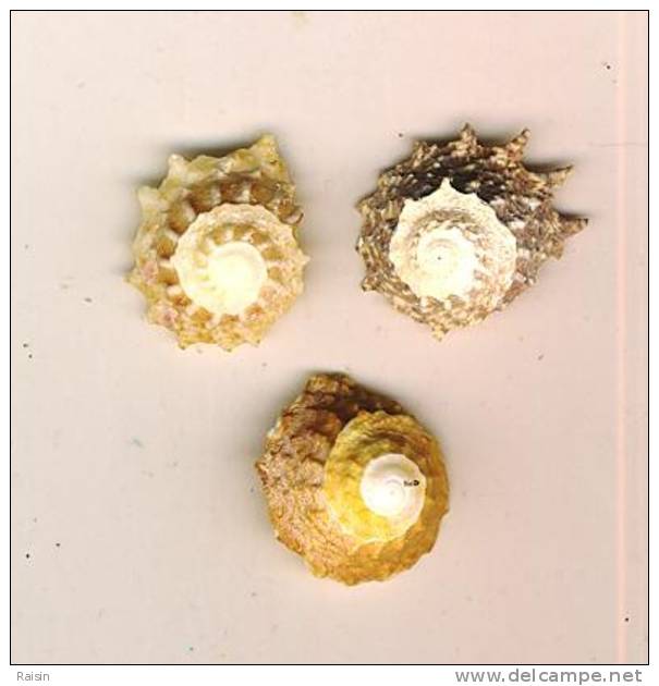 3 Petites Astrea Phoebia Astrées (Antilles) à Longue épine Long Spined Star Shell Sternbuckel 25mm 23mm TBE - Muscheln & Schnecken