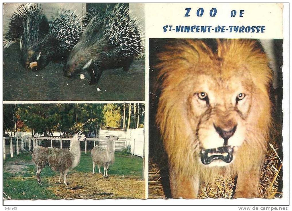 ZOO De ST VINCENT DE TYROSSE-les Lamas-les Porcs épic- Le Lion - Saint Vincent De Tyrosse