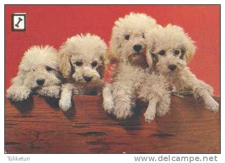 Poodle - Caniche - Dog - Chien - Cane - Hund - Hond - Perro - Chiens