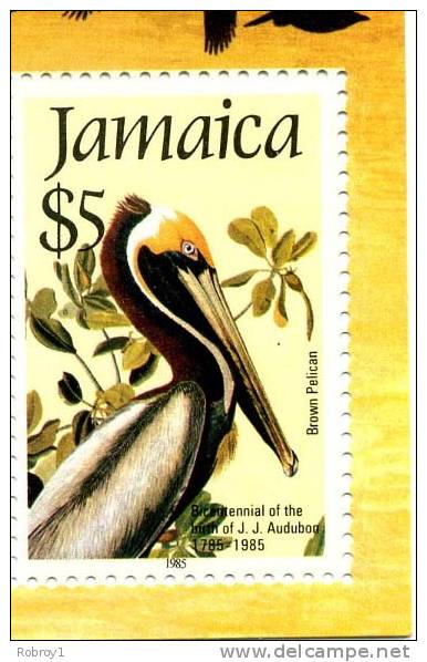 JAMAICA, JJ Audubon, Painter, Artist, Bird, Brown Pelican - Pélicans