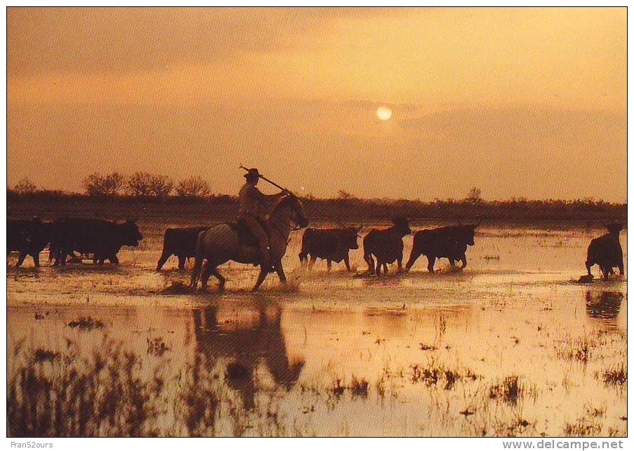 Camargue Taureaux Manade Au Couchant - Tauri