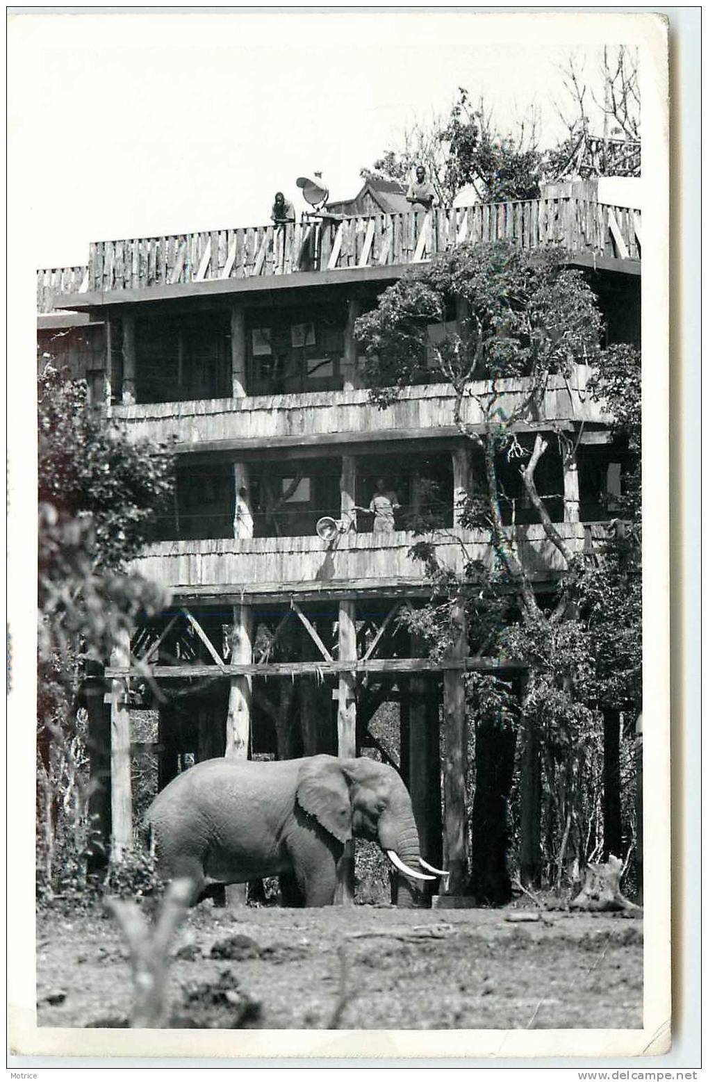 KENYA    -    From Treetops, Nyeri (avec Un éléphant). - Kenya