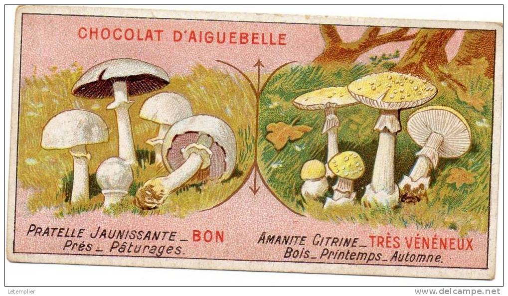 LES CHAMPIGNONS - Aiguebelle