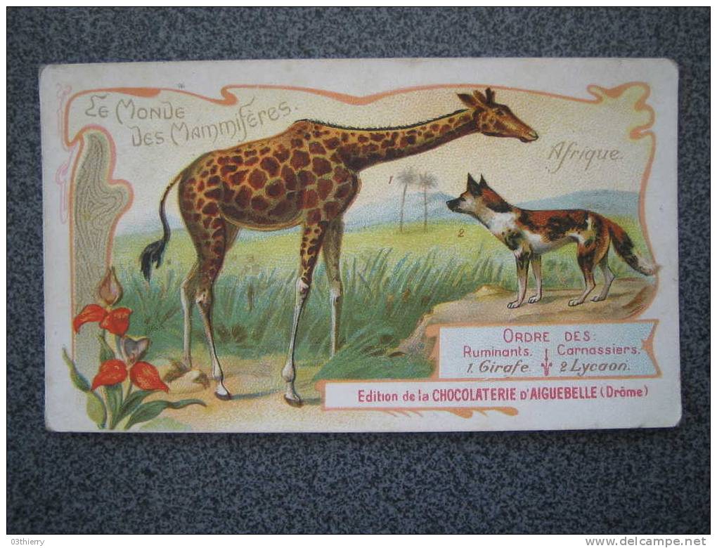 CHROMO-CHOCLATERIE D´AIGUEBELLE-LE MONDE DES MAMIFERES-LA GIRAFE ETLE LYCOON- - Aiguebelle