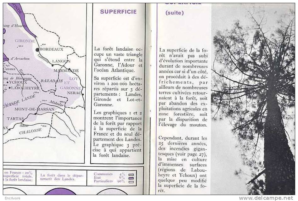 BT La FORET LANDAISE Pin Chenille Incendie - Chanvre à Amne En Champagne Sarthe - Baskenland