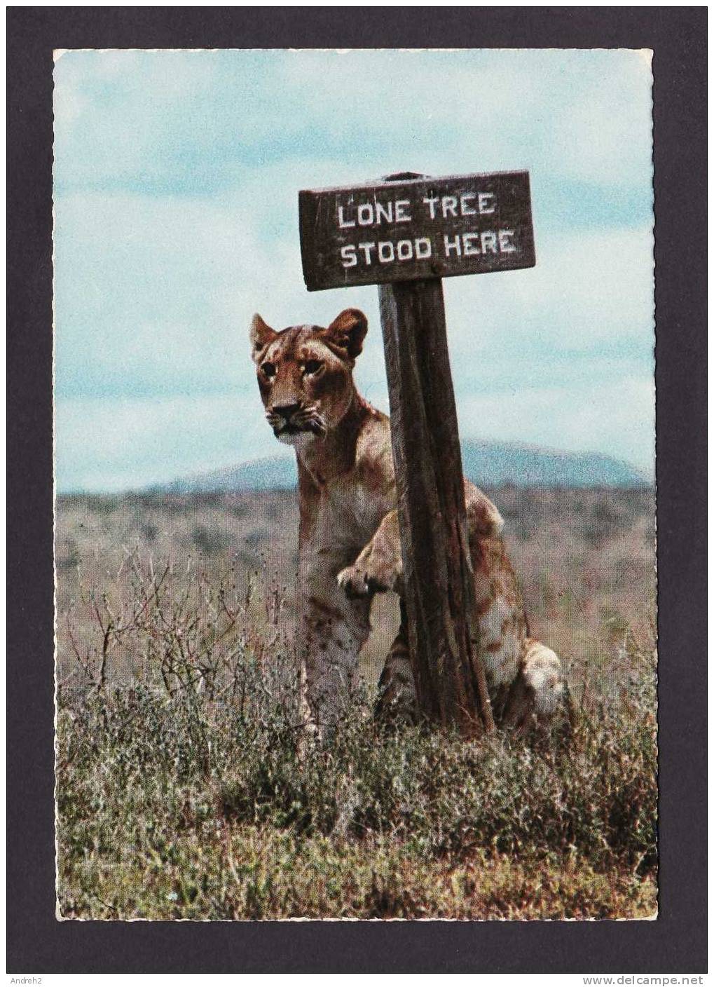 ANIMALS - AFRICAN WILDLIFE - EAST AFRICA - LION - LIONESS AT THE LONE TREE SINGNBOARD - BY ELITE GROUP - Leones