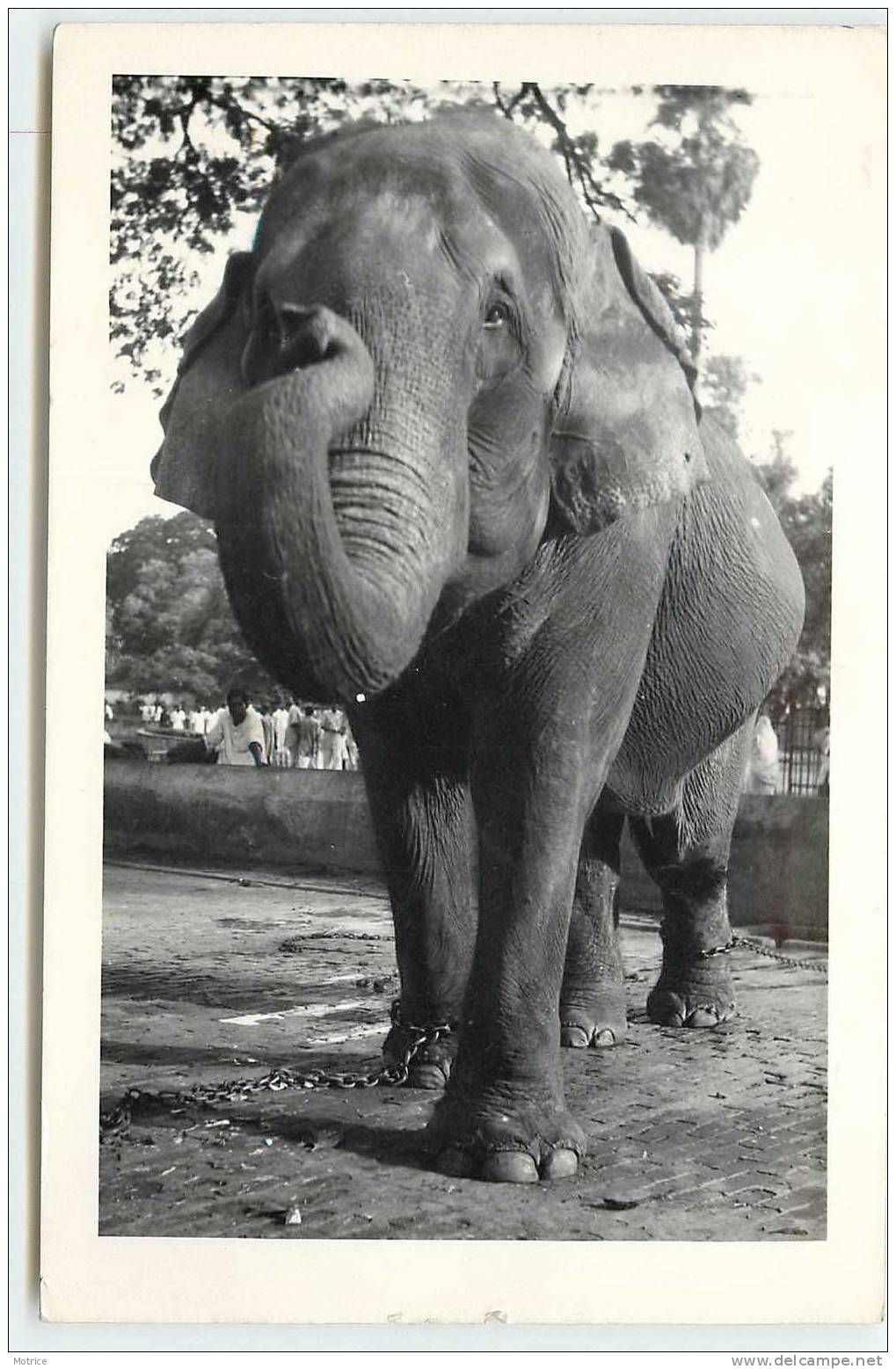 ELEPHANT D'INDE (Calcutta).Photo - Éléphants