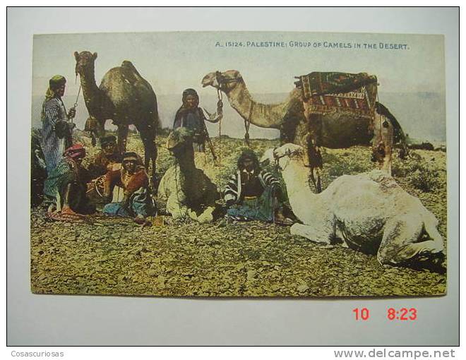 299 PALESTINE  GROUP OF CAMELS IN THE DESERT ETHNIC ETNICA  CAMEL  YEARS  1910  OTHERS IN MY STORE - Non Classés