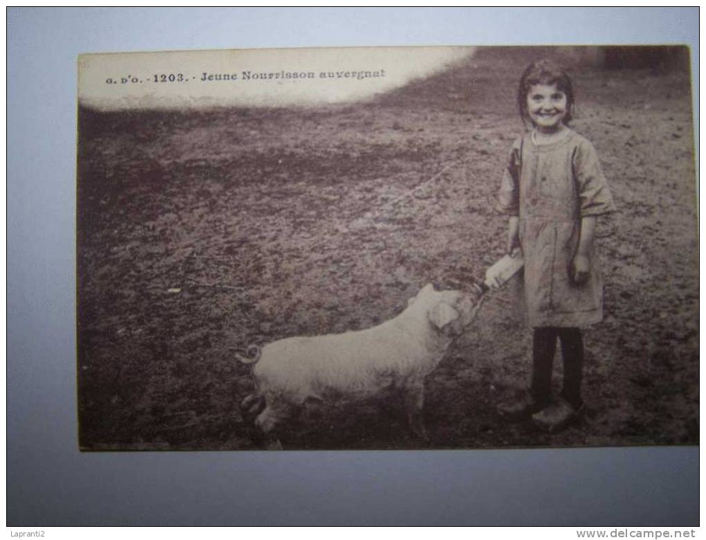 LES COCHONS EN AUVERGNE. JEUNE NOURRISSON EN AUVERGNE. - Cochons