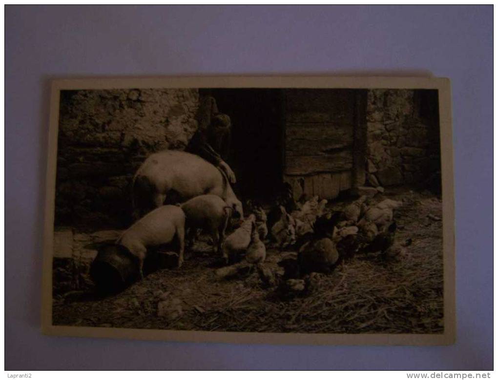 LES COCHONS.   L´HEURE DE LA PATEE. - Pigs