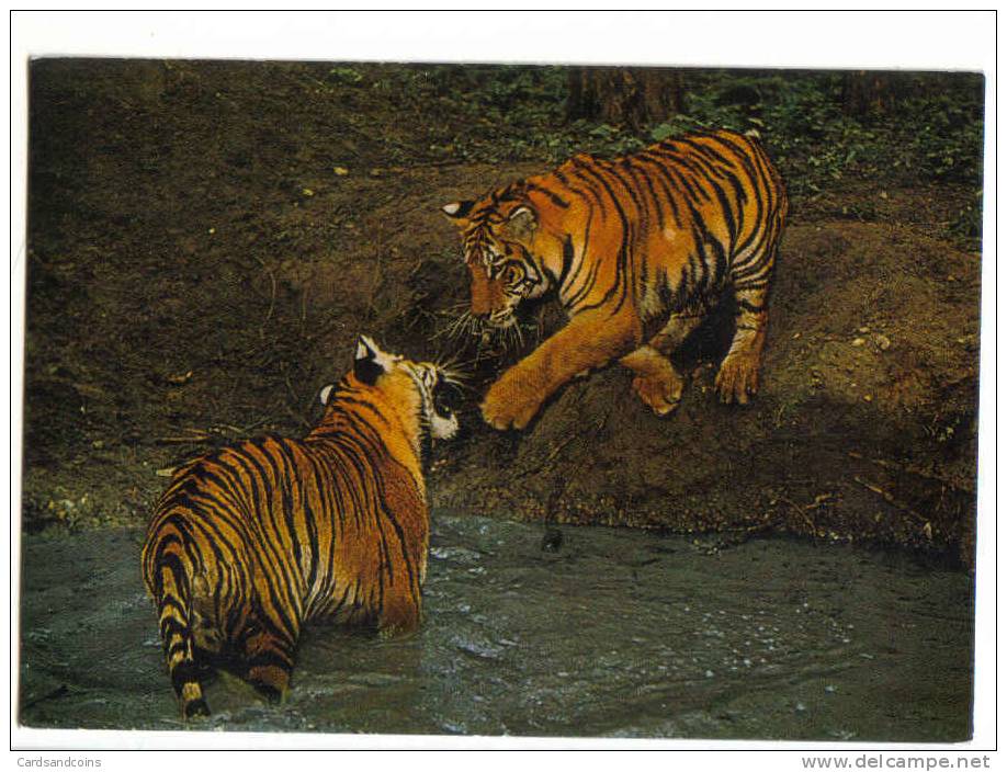 Bengalische Tiger Im Safaripark Gänserndorf 1981 - Tigres
