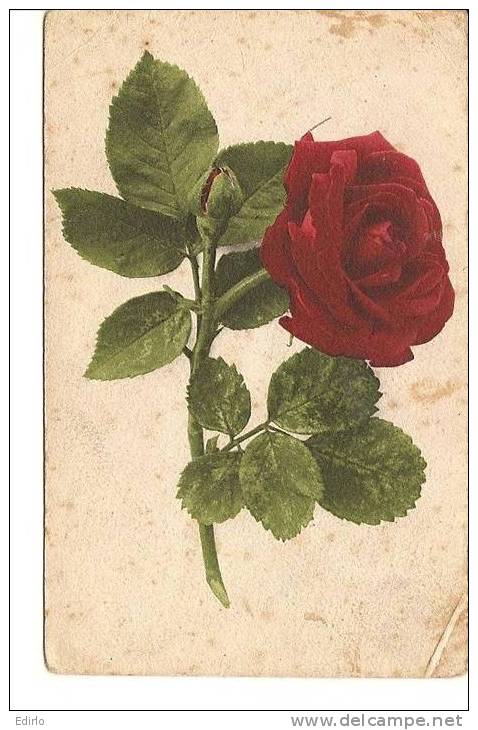 - Fleurs - Rose - N'a Pas Voyagé Illustrateur- Papier Collé Au Dos - Et Petites Taches - Antes 1900