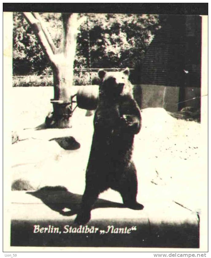 1957s ZOO BERLIN STADTBAR Berlin Germany BEAR Photo Pc To Bulgaria Bulgarien Bulgarie Bulgarije 17413 - Ours