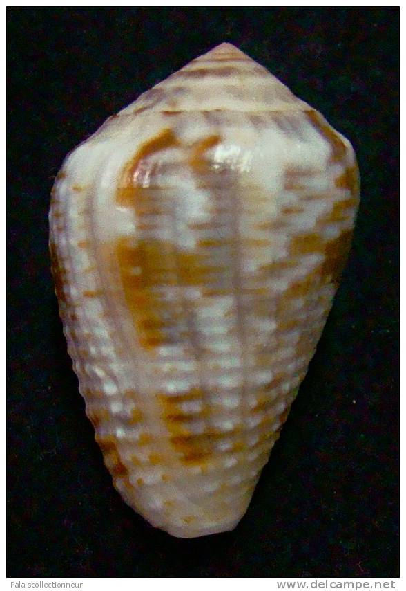 N°2642 //  CONUS  CATUS " VARIETE "  " Nelle-CALEDONIE " // F+++ : GROS : 34,7mm //  ASSEZ RARE . - Seashells & Snail-shells