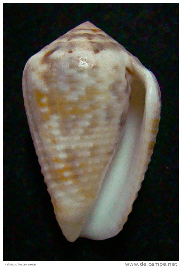 N°2642 //  CONUS  CATUS " VARIETE "  " Nelle-CALEDONIE " // F+++ : GROS : 34,7mm //  ASSEZ RARE . - Muscheln & Schnecken