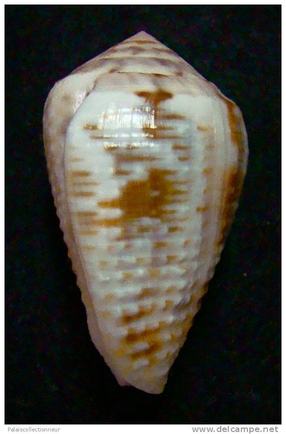 N°2642 //  CONUS  CATUS " VARIETE "  " Nelle-CALEDONIE " // F+++ : GROS : 34,7mm //  ASSEZ RARE . - Coquillages