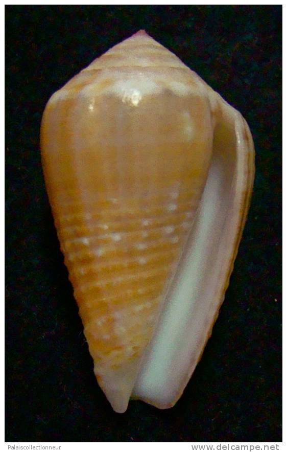 N°2643 //  CONUS  CATUS " TOP VARIETE "  " Nelle-CALEDONIE " // F+++ : GROS : 36,4mm //  RARE . - Muscheln & Schnecken