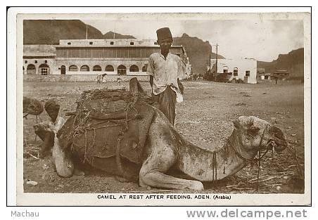 Aden - Camel At Rest After Feeding - Autres & Non Classés