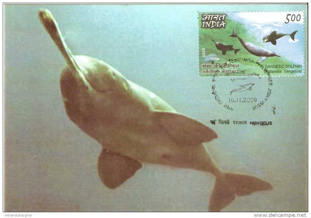 Pvt Maxi Card,Ganges River Dolphin Or Gangetic Dolphin,First Day Cancelled - Dolphins