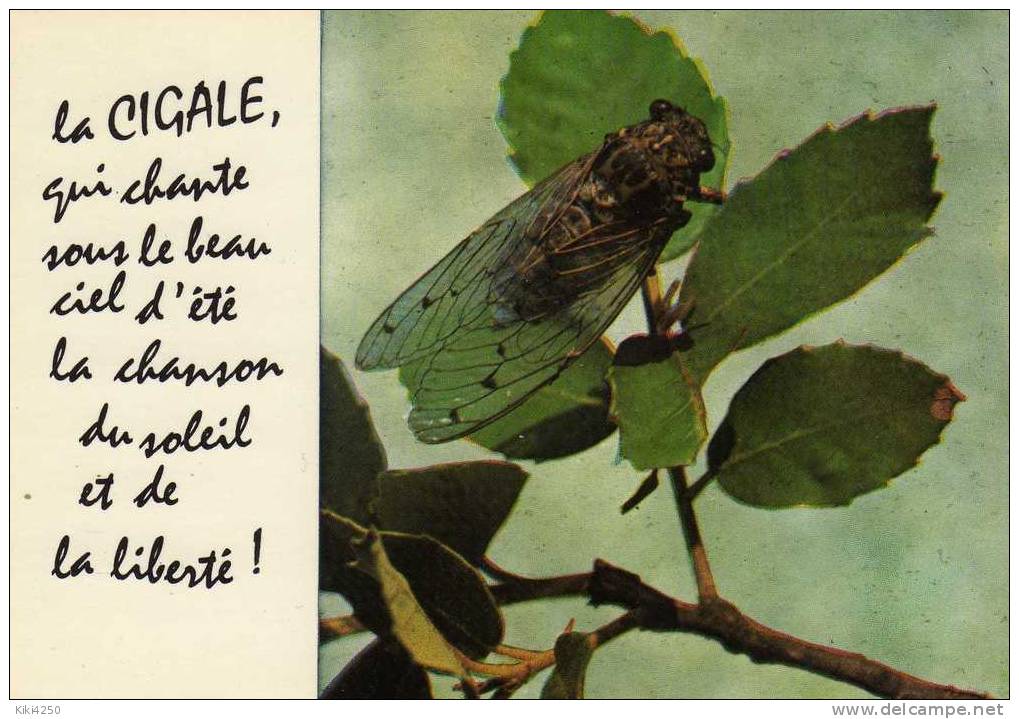 Carte Postale --cpm--ANIMAUX --"insecte--CIGALE --" - Insectes