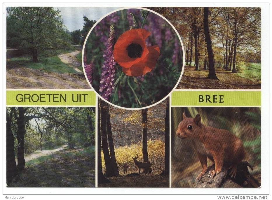 Bree. Groeten. 6 Zichten: Bomen, Bos, Klaproos, Eekhoorn, Hinden. Bonjour. Arbres, Bois, Coquelicot, écureuil, Biches. - Bree