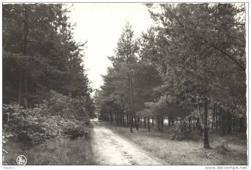 Keerbergen - Boszicht / Sous Bois - 1966 - Keerbergen