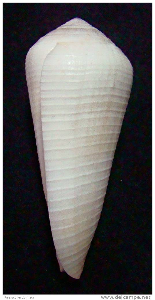 N°2657 //  CONUS  TEREBRA " VARIETE "  " Nelle-CALEDONIE " //  F++ :  54,2mm //  PEU COURANT . - Muscheln & Schnecken