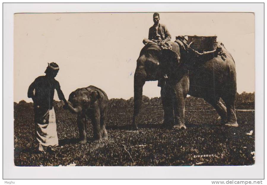 Singapore, Natives With Young And Old Elephants, Animals, Animal,  Photo - Elephants