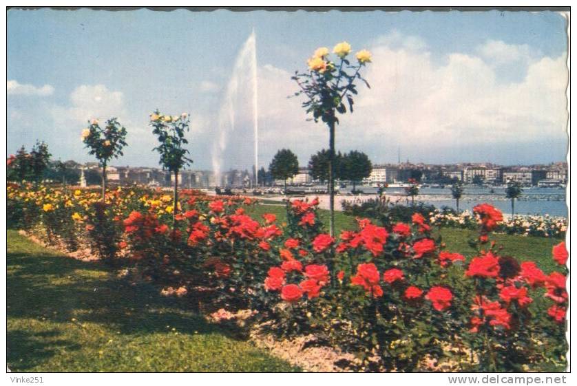 Genève Les Roses Du Quai De Cologny Et Le Jet D´eau Suisse GE GENEVE - Cologny