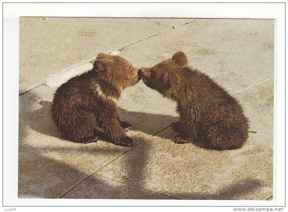 OURSONS De La Fosse Aux OURS  - BERNE -  BERN - Junge Baren Im Barengraben - N° 30 - Bears