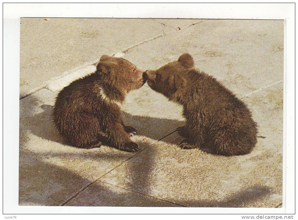 OURSONS De La Fosse Aux OURS  - BERNE -  BERN - Junge Baren Im Barengraben - N° 30 - Beren