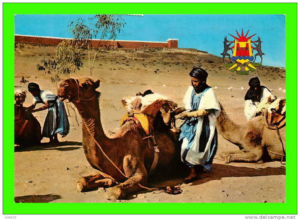 ZAGORA, MAROC - LA VALLÉE DU DRAA - CARAVANE , CHAMEAUX - CIRCULÉE EN 1970 - - Otros & Sin Clasificación