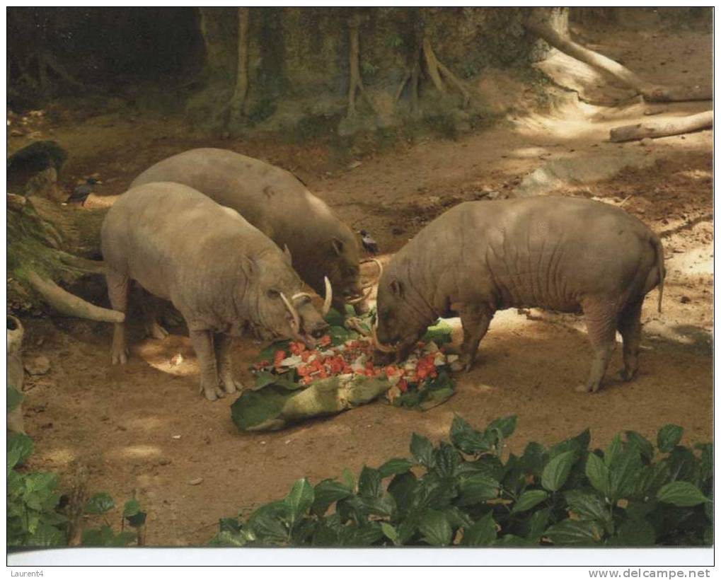 1 X World Aninmal Postcard - 1 Carte Postale D´animal Du Monde - North Sulawasi Babirusa - Schweine