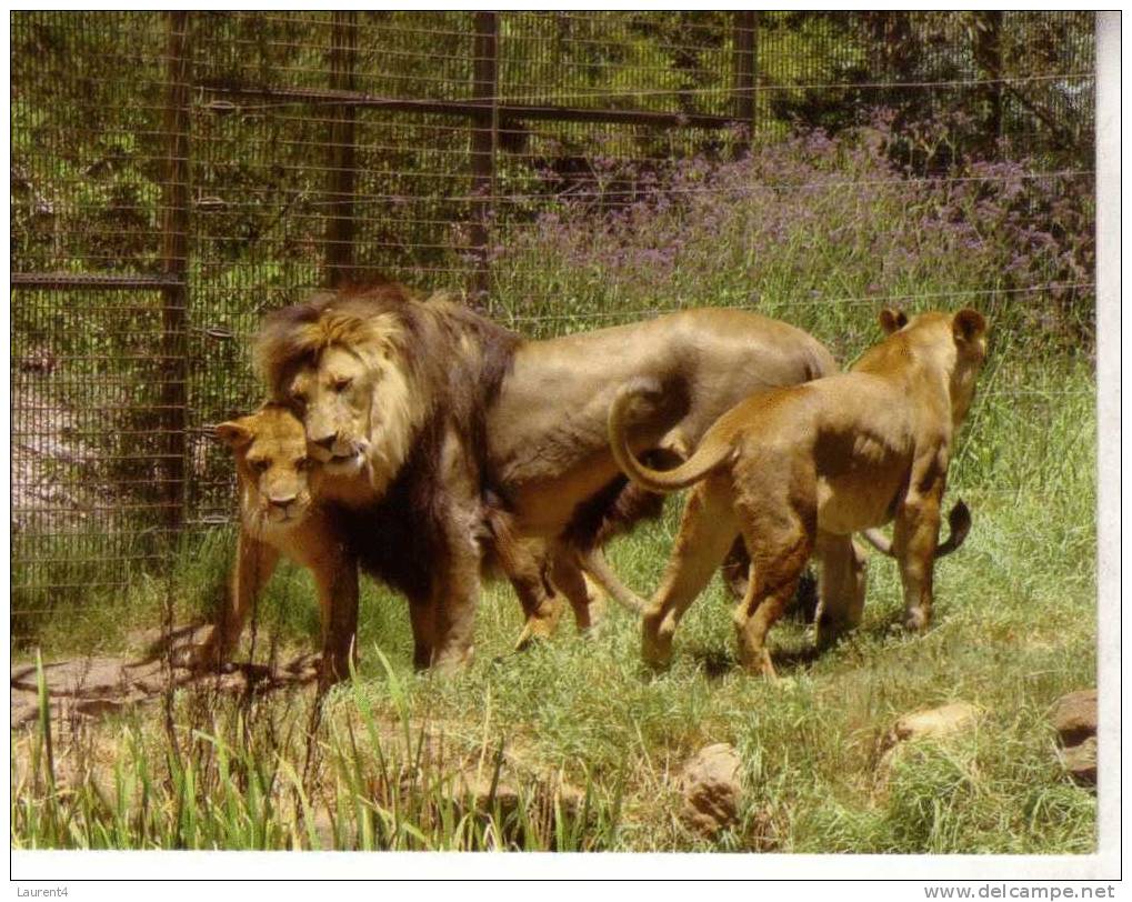 1 X World Aninmal Postcard - 1 Carte Postale D´animal Du Monde - African Lion - Lions