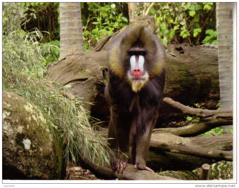 1 X World Aninmal Postcard - 1 Carte Postale D´animal Du Monde - Mandrill - Singes