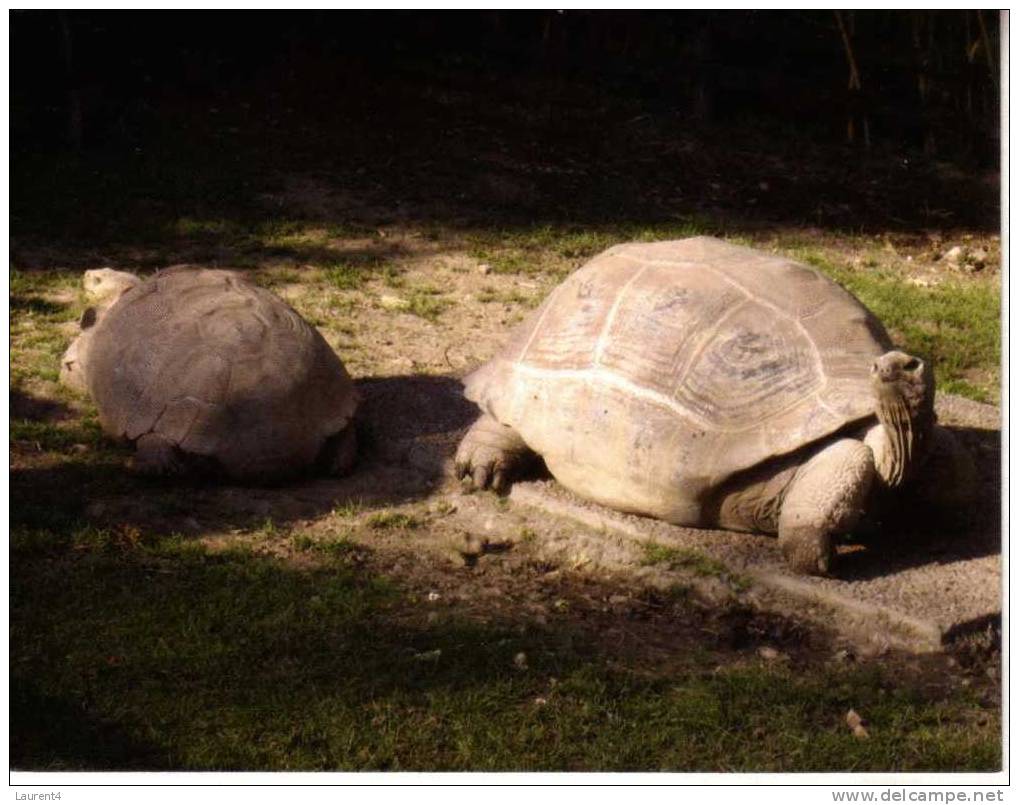 1 X World Aninmal Postcard - 1 Carte Postale D´animal Du Monde - Aldabra Giant Tortoise - Tortues