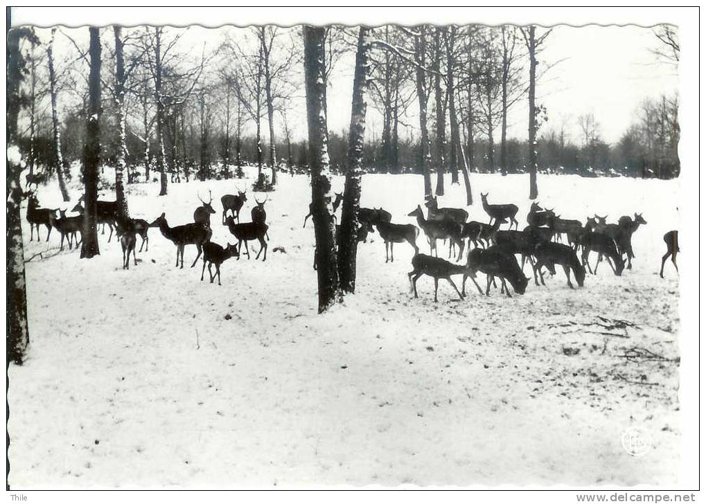 Chasse Du Bois De NASSOGNE - Nassogne