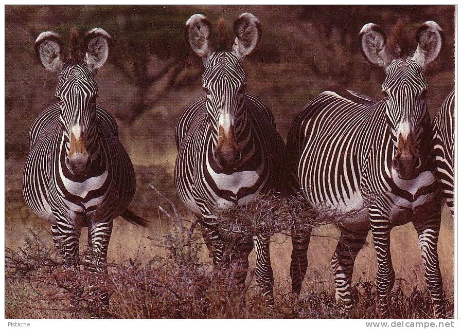 National Samburu Park  - Kenya - Zebras - Zèbres De Grévy - Unused - Zebras