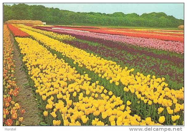 Netherland - Vogelenzang - Tulipshow - Frans Roozen 3 - Bloemendaal