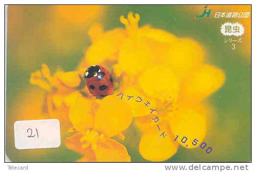 Ladybird Coccinelle Lieveheersbeestje Insect (21) - Lieveheersbeestjes