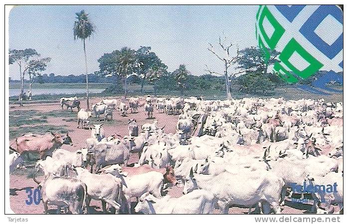 TARJETA DE BRASIL DE UNAS VACAS (COW-VACA) - Vacas