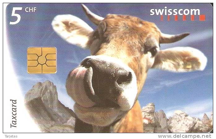 TARJETA DE SUIZA DE UNA VACA (COW-VACA) - Vacas