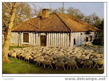 LANDES -  N° 40 680 -  Troupeau De Moutons Devant Une Ferme Typique Landaise - Aquitaine