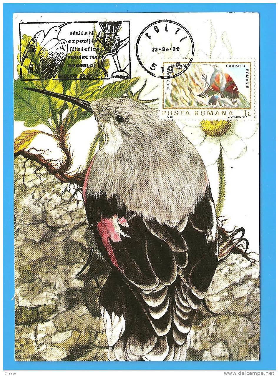 ROMANIA Maxi Card / Maximumcard. Bird - Hummingbirds
