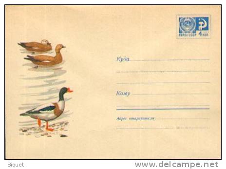 Bel Entier Russe Sur Des Canards (1) - Canards