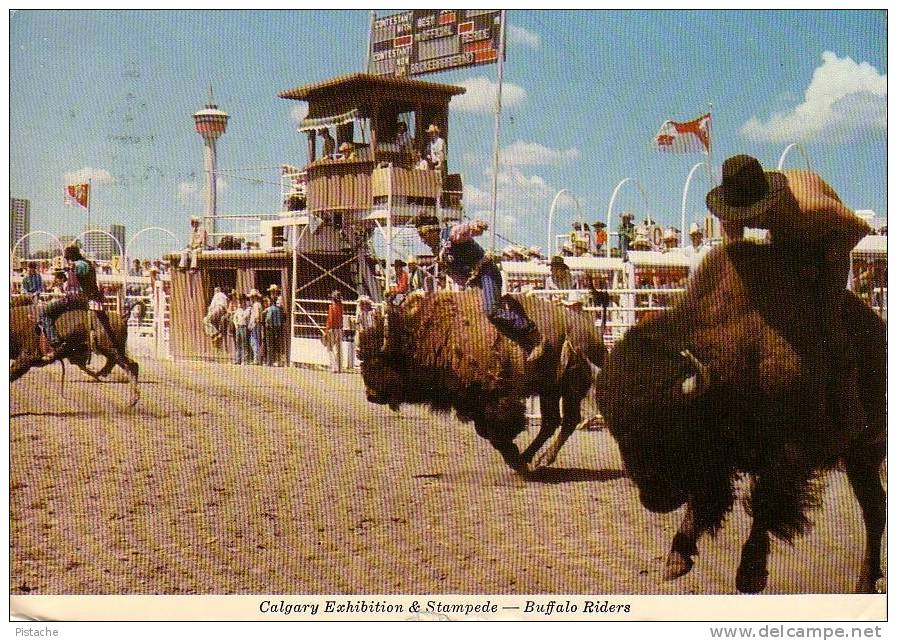 Calgary Exhibition Canada - Stampede Buffalo Riders - Circulée En 1973 - Calgary