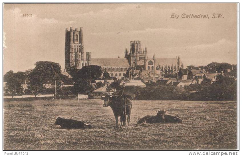 ENGLAND - CAMBRIDGESHIRE - ELY - U.K. - ELY CATHEDRAL - COW PASTURE - HOMES - Ely